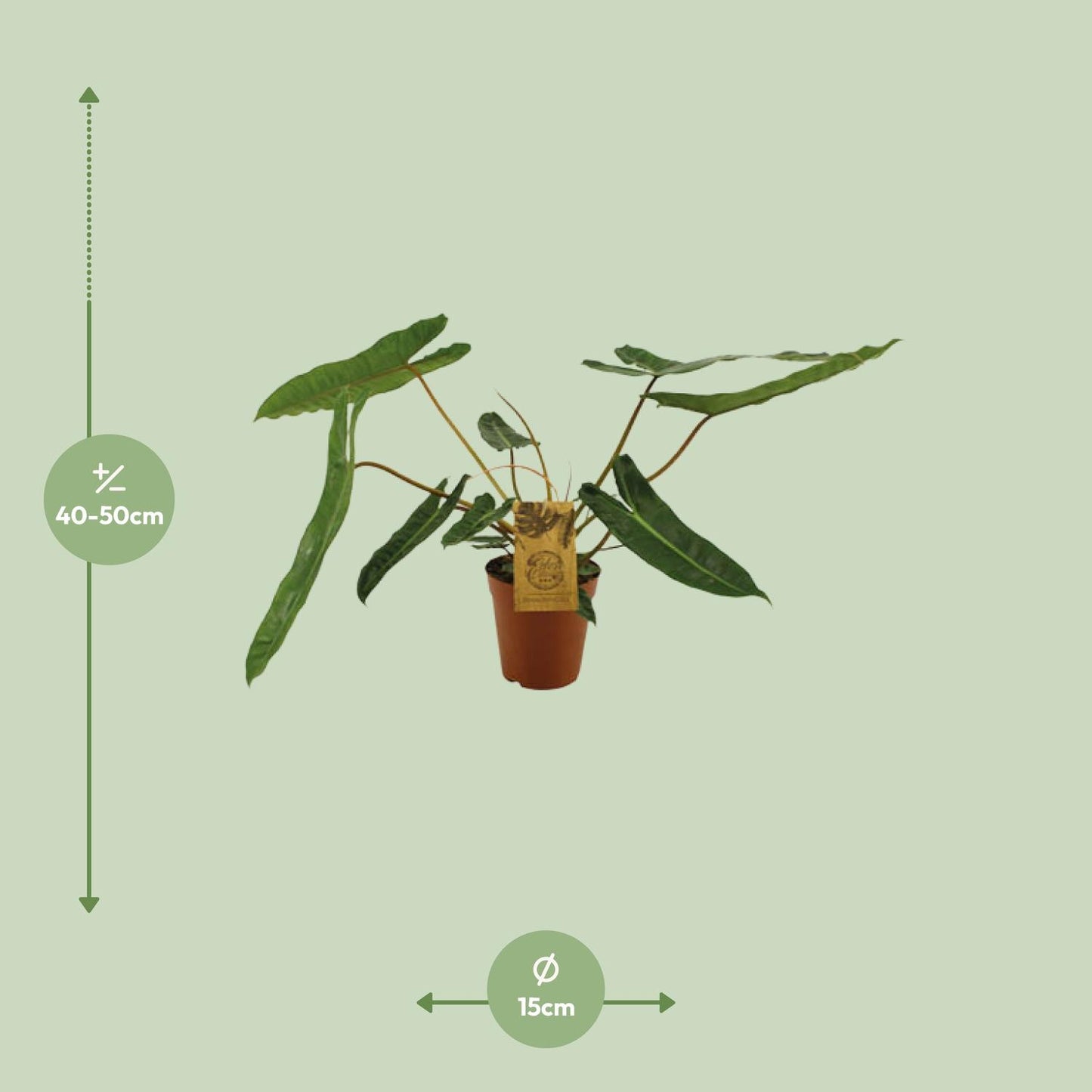Philodendron Billetiae - Ø15cm - ↕50cm - Pflanzfix24