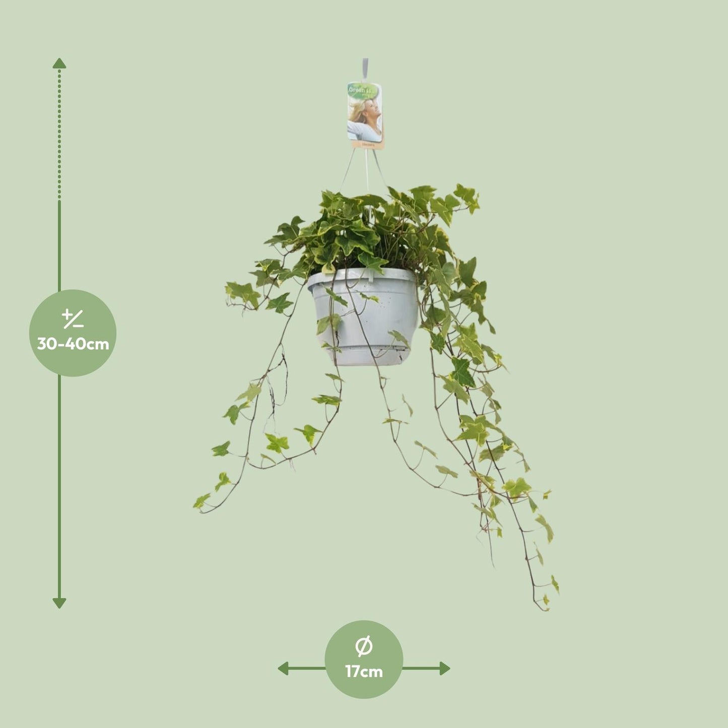Hedera Helix Geelbont - Hangpot Wit / Basic - Ø17cm - Pflanzfix24