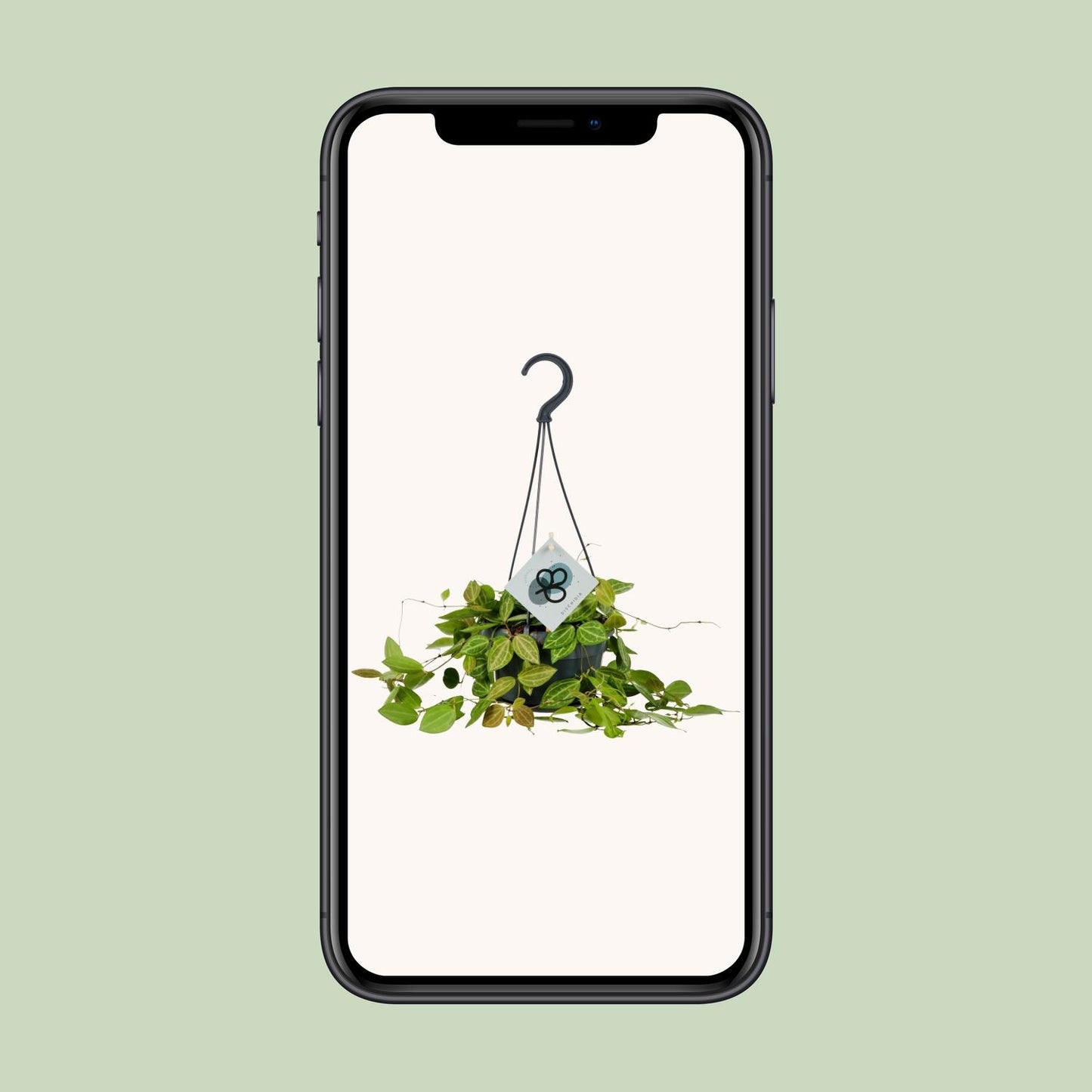 Dischidia Ovata - Ø14cm - ↕40cm - Pflanzfix24.de - Pflanzfix24.de