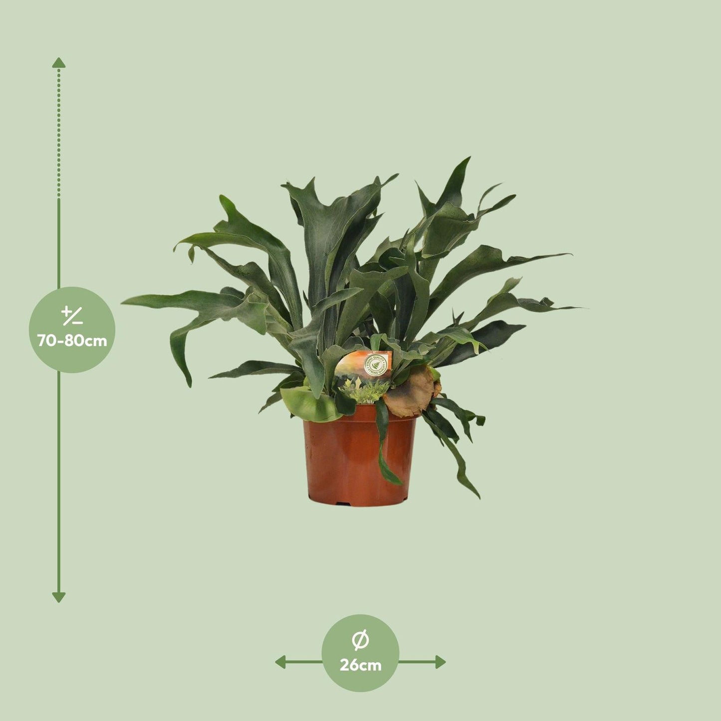 Platycerium Bifurcatum Geweihfarn Ø26cm – 80cm hoch | Pflanzfix24.de - Pflanzfix24.de