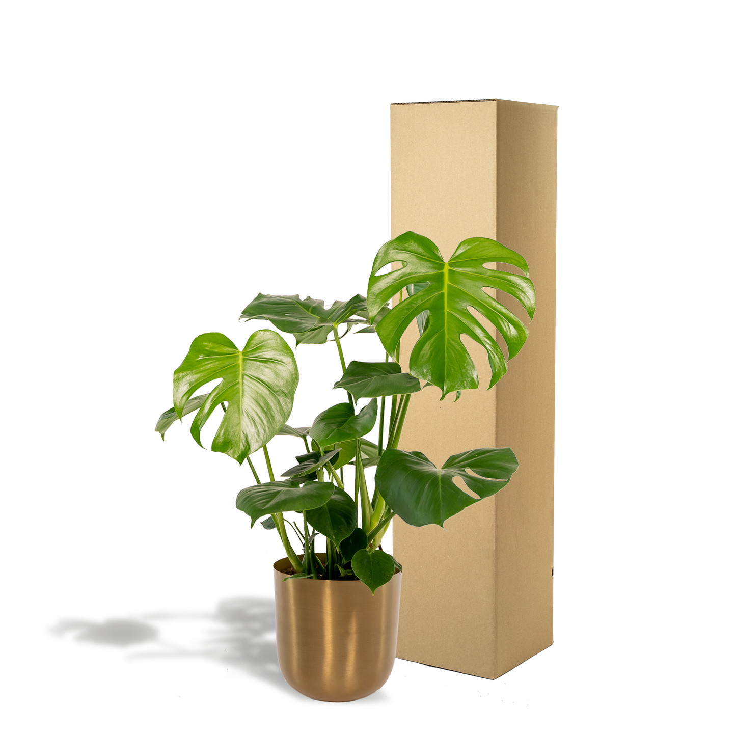 Monstera Deliciosa + Topf Mayk Gold - 80cm - Pflanzfix24