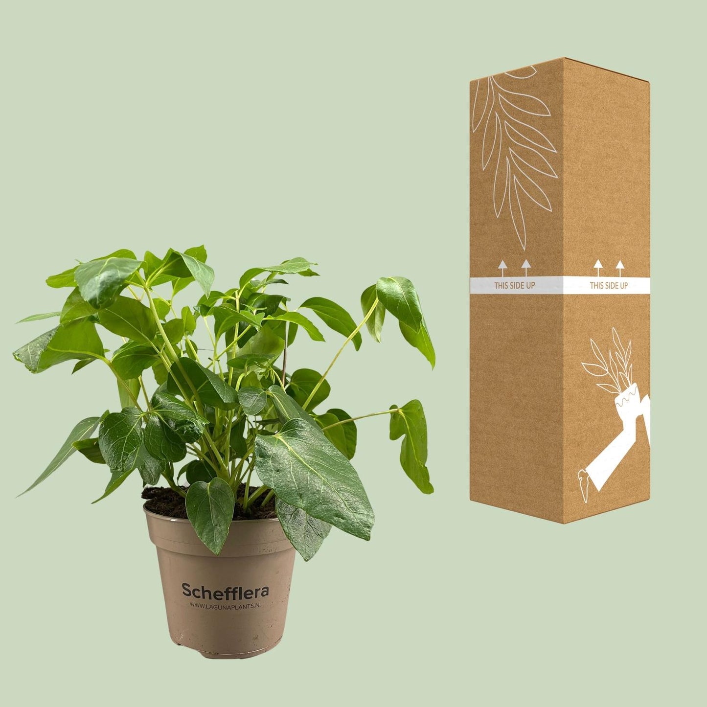 Schefflera Artinolphylla - Ø15cm - ↕45cm bei Pflanzfix24