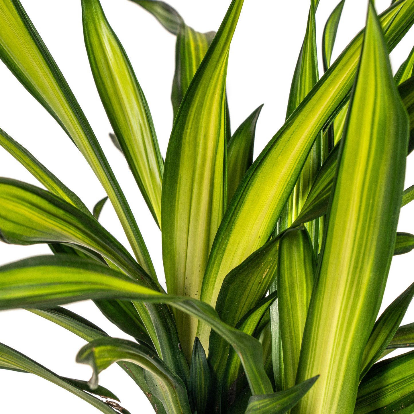 Dracaena Deremensis Rikki Ø21cm - ↕90 - 110cm - Pflanzfix24
