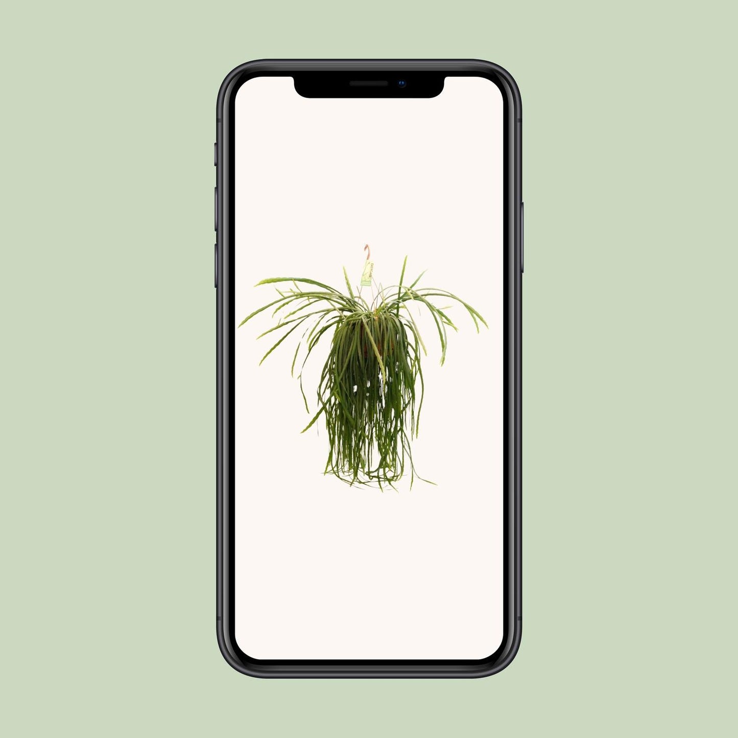 Lepismium Bolivianum - Ø21 ↕70 bei Pflanzfix24