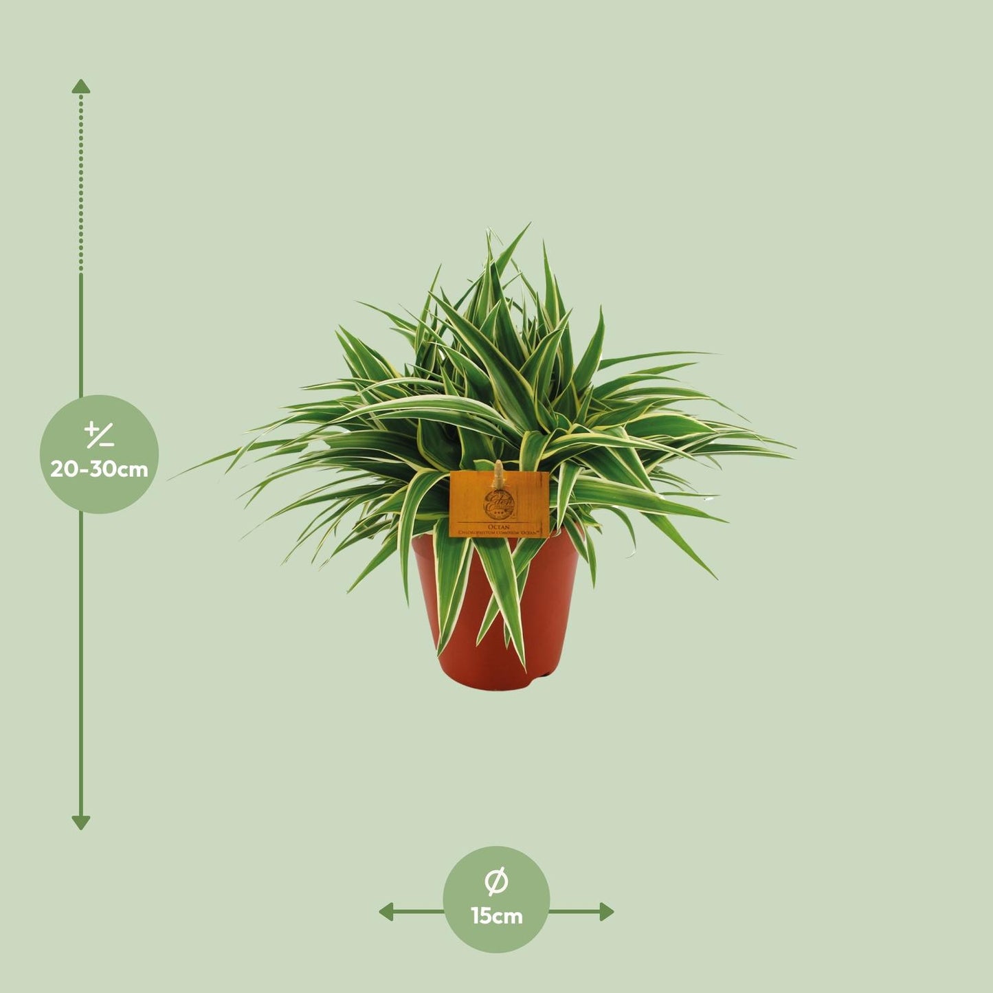 Chlorophytum Ocean - Ø15cm - ↕25cm bei Pflanzfix24.de - Pflanzfix24.de