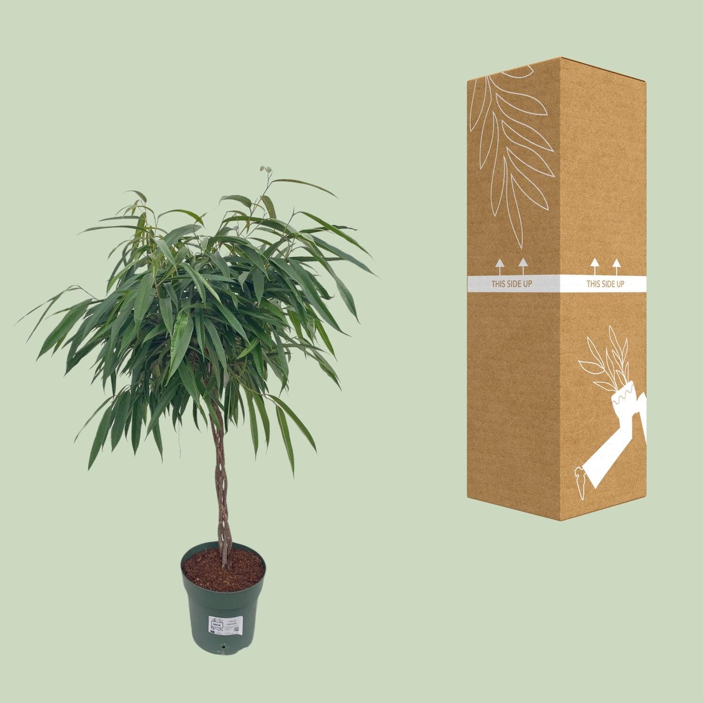 Ficus Mahori / Alii Gevlochten - Ø27cm - ↕110cm von Pflanzfix24