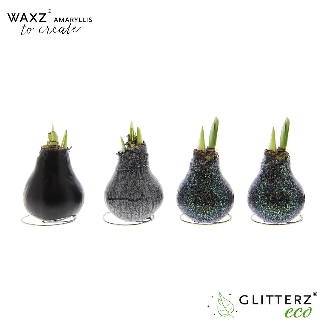 Amaryllis Waxz To Create Black - 4 Stücke - Pflanzfix24