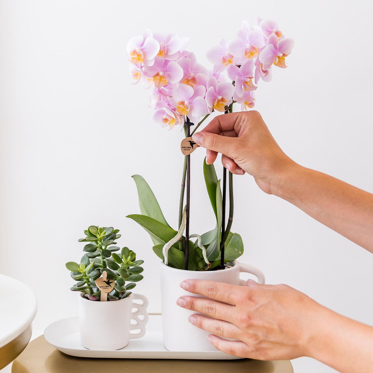 Überraschungsbox 4 Orchideen Einfarbig Ø9 cm | Kolibri & Pflanzfix24.de - Pflanzfix24.de