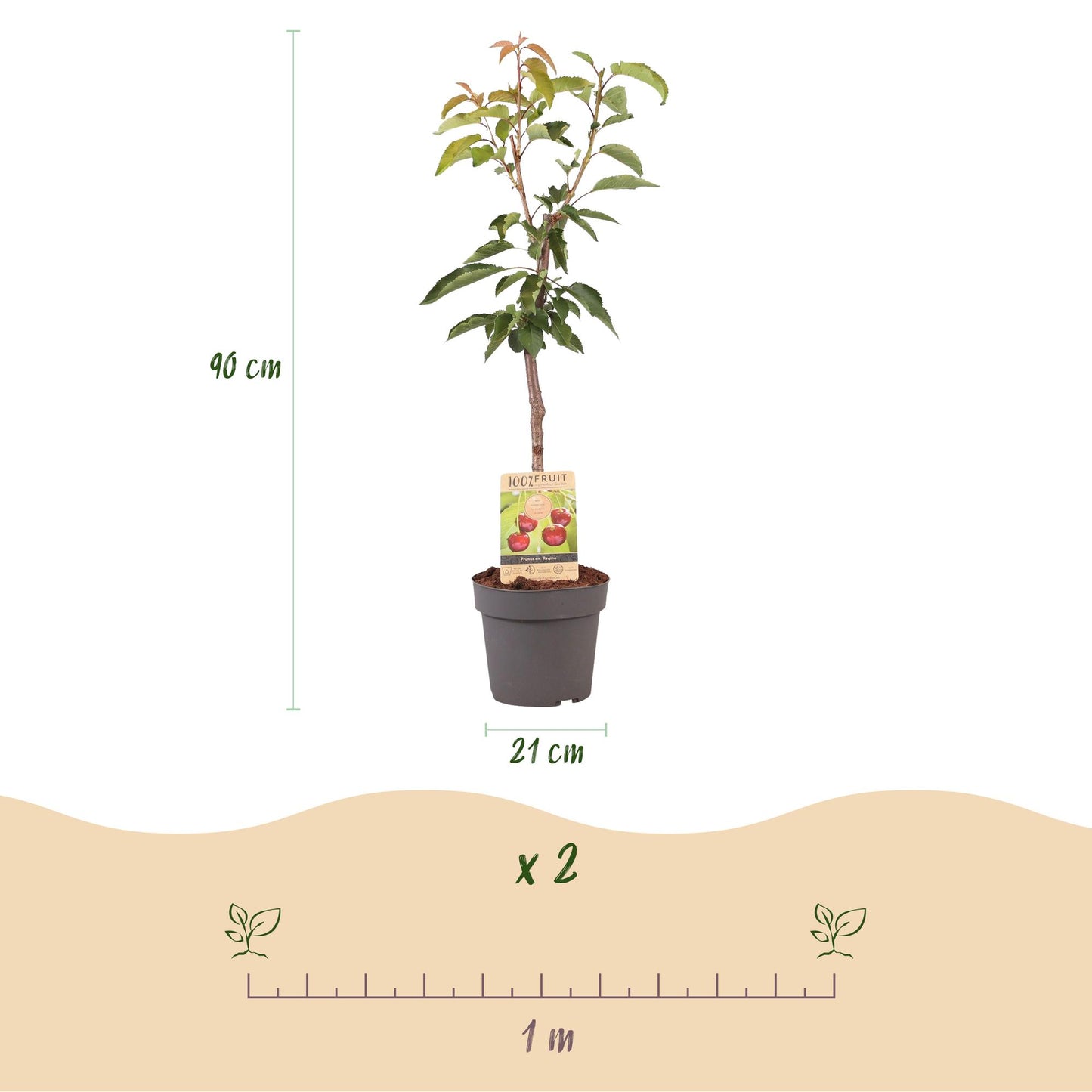 pflanzfix24 - Kirschenbaum - Prunus avium Regina - Rote Kirsche - Topf 21cm Höhe 90cm