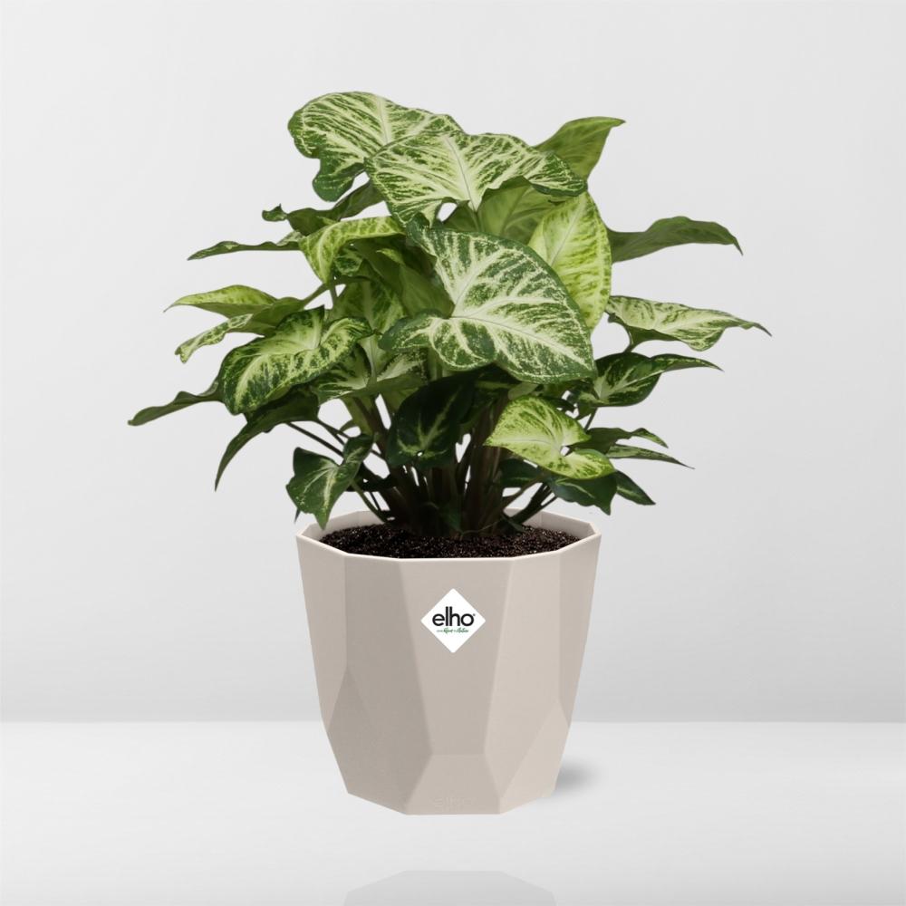Syngonium Arrow in ELHO b.for rock 14 cm warm grey - Pflanzfix24