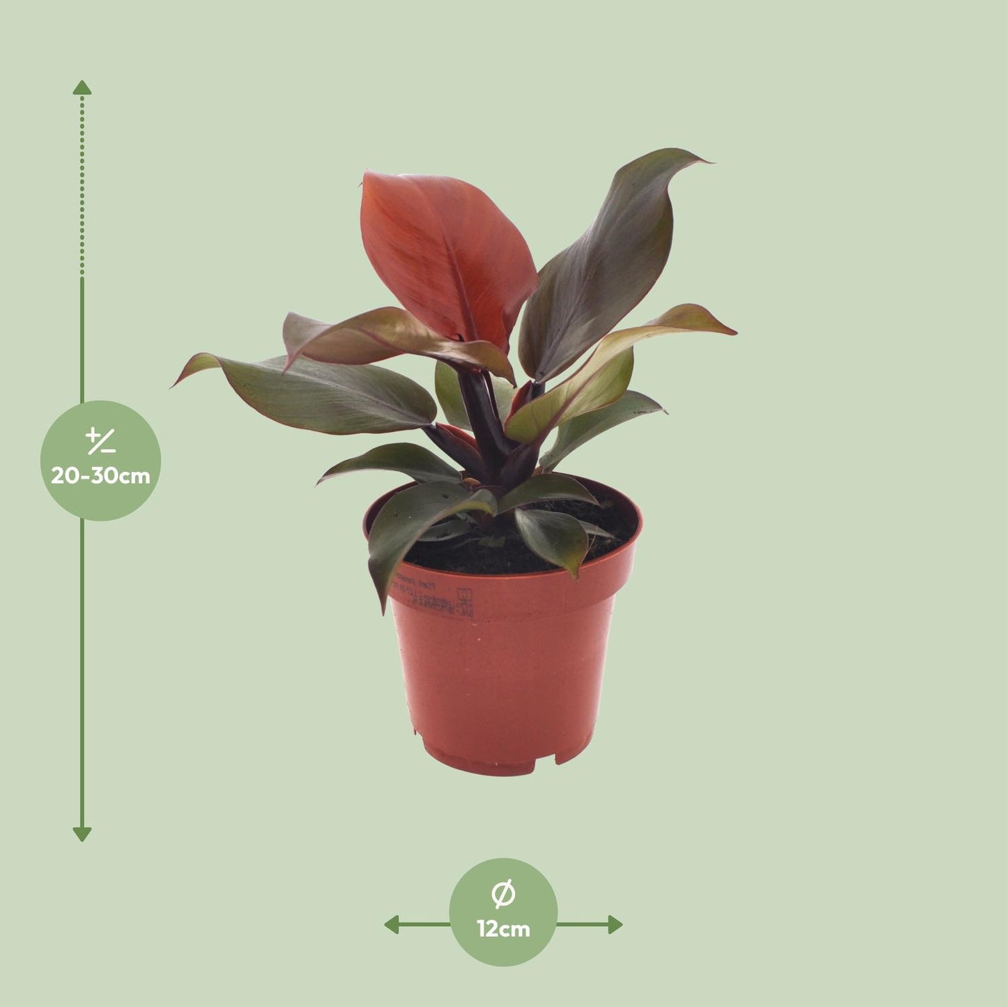 Philodendron Imperial Red - Ø12cm - ↕25cm - Pflanzfix24