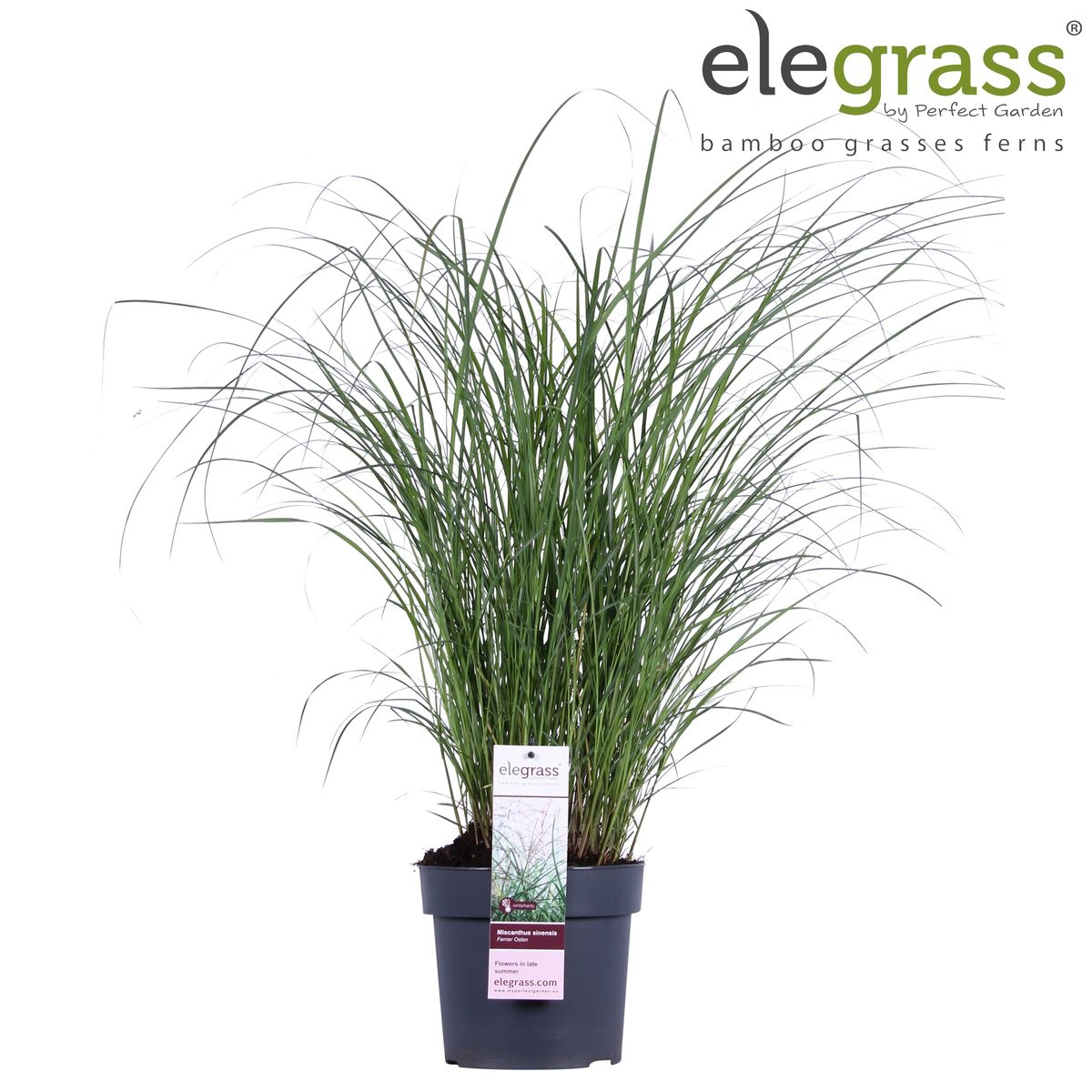 Miscanthus sinensis Ferner Osten Ziergras Ø19cm | Pflanzfix24.de - Pflanzfix24.de