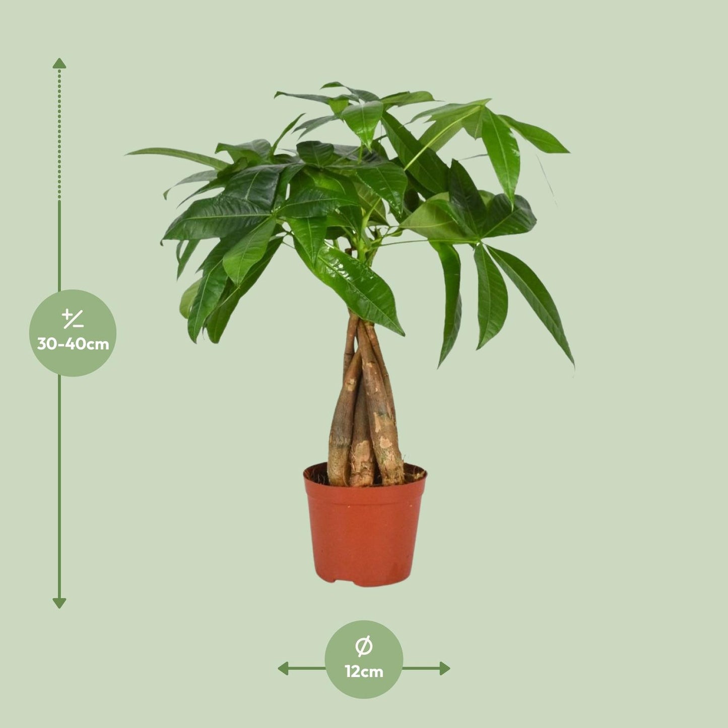 Pachira Aquatica Ø12cm | Zimmerpflanze bei Pflanzfix24.de - Pflanzfix24.de