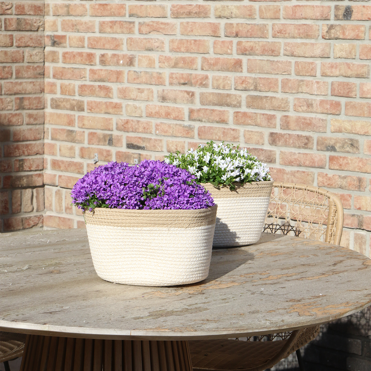 Campanula Addenda Ambella Intense purple - Baumwollschale mit Campanula - 3 Stück - Pflanzfix24.de - Pflanzfix24.de
