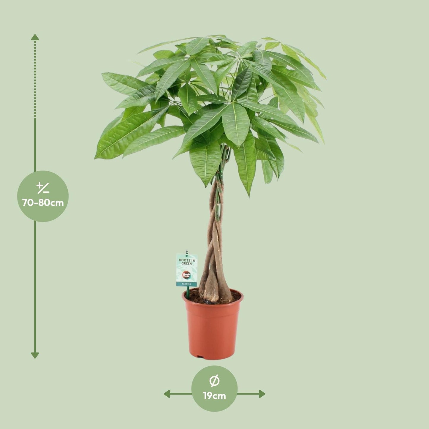 Pachira Aquatica Ø19cm | Zimmerpflanze 80cm bei Pflanzfix24