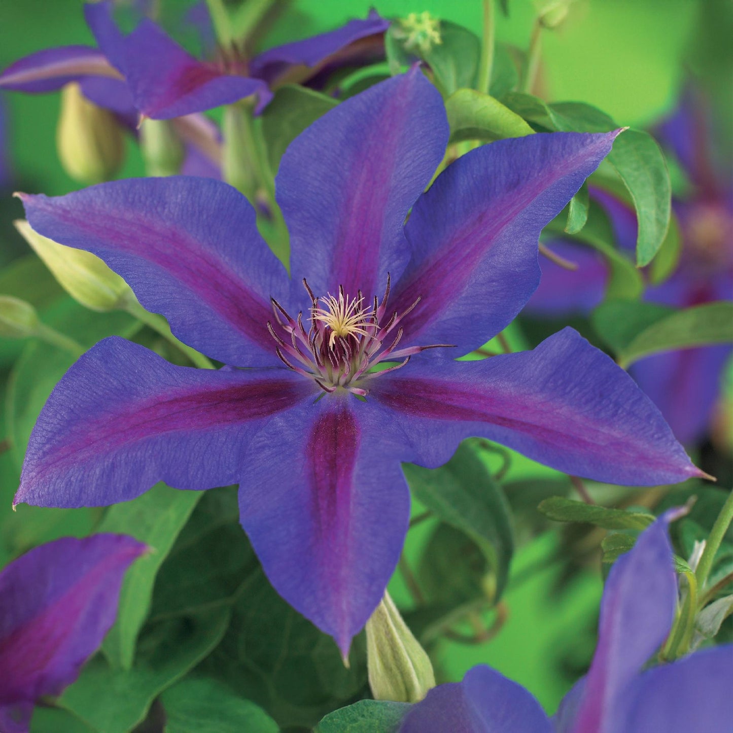 Pflanzfix24.de - Clematis Mrs. N. Thompson - 2 Pflanzen - Topf 11cm - Pflanzfix24.de