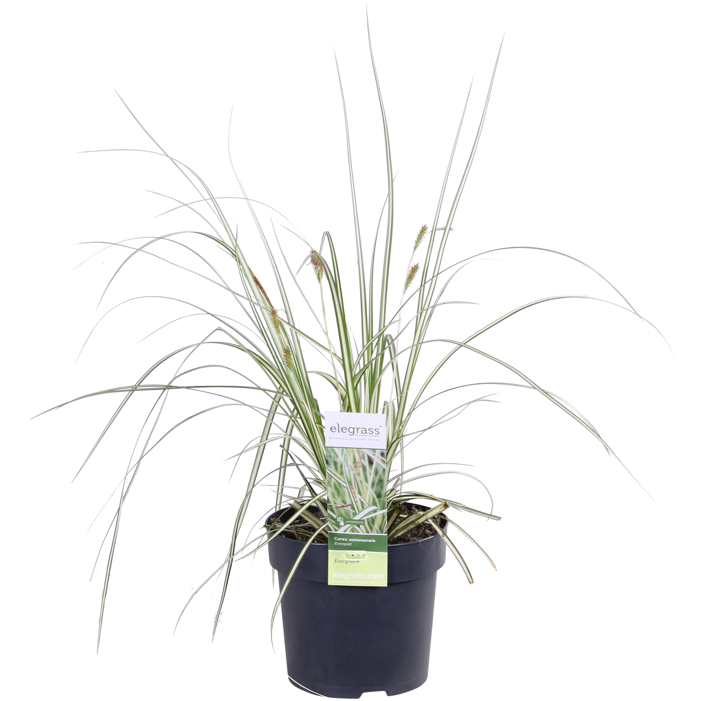 3x Carex hachijoensis 'Evergold' - 30cm - Ø14 - Pflanzfix24