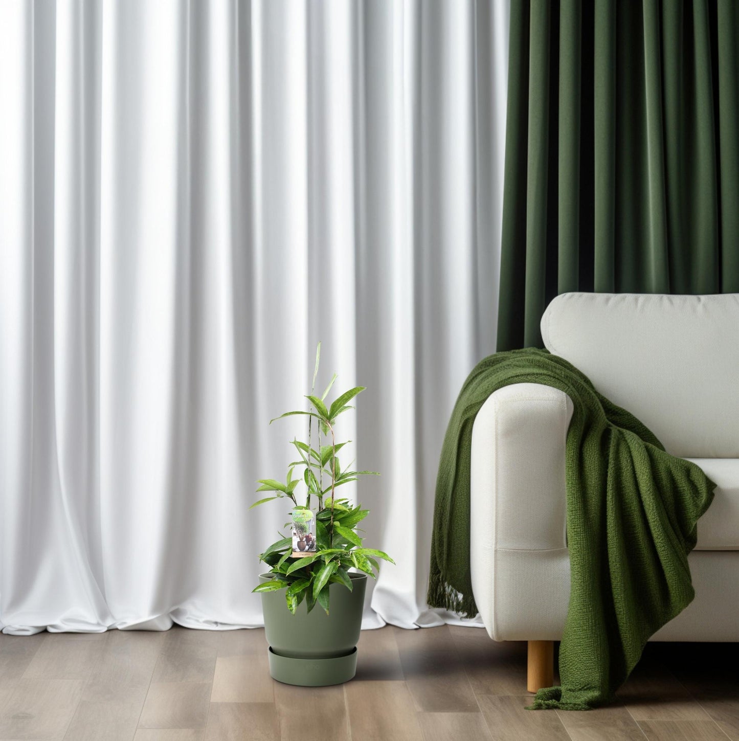 Dracaena Surculosa - Ø17cm - ↕55cm - Pflanzfix24.de - Pflanzfix24.de