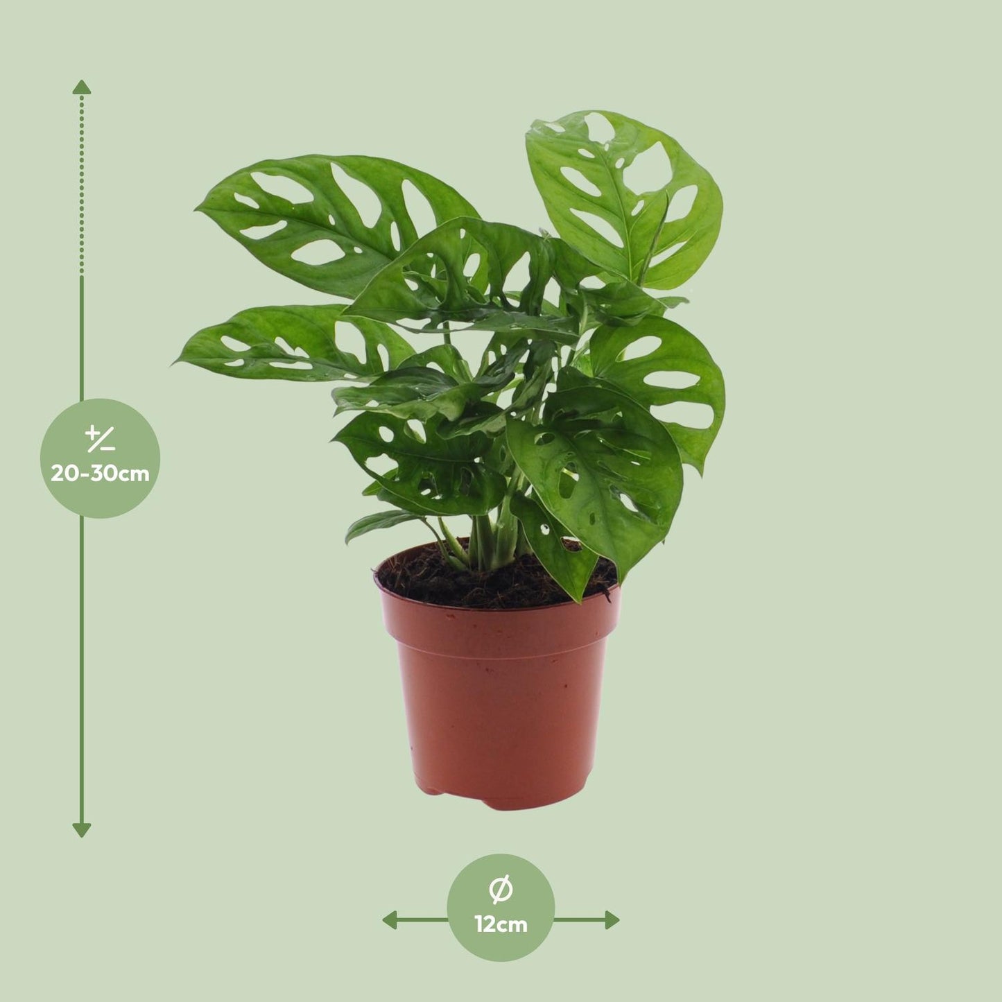 Monstera Monkey Leaf Lochpflanze Ø12 cm – 30 cm | Pflanzfix24.de - Pflanzfix24.de
