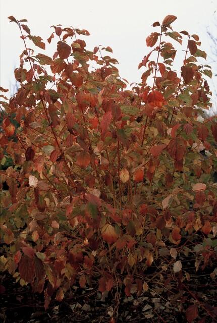 20x Cornus sanguinea 'Midwinter Fire' | Pflanzfix24.de - Pflanzfix24.de