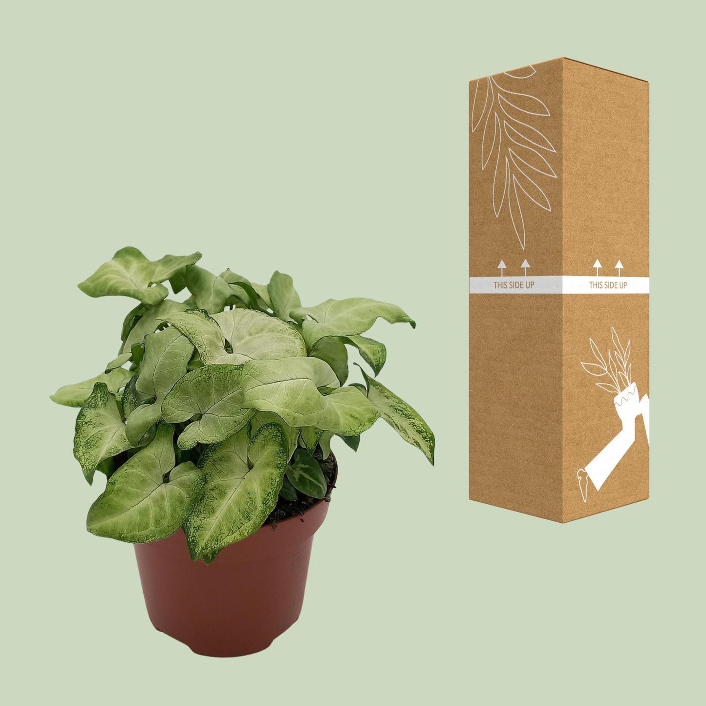 Syngonium 'White Butterfly' - Ø13cm - ↕25cm - Pflanzfix24
