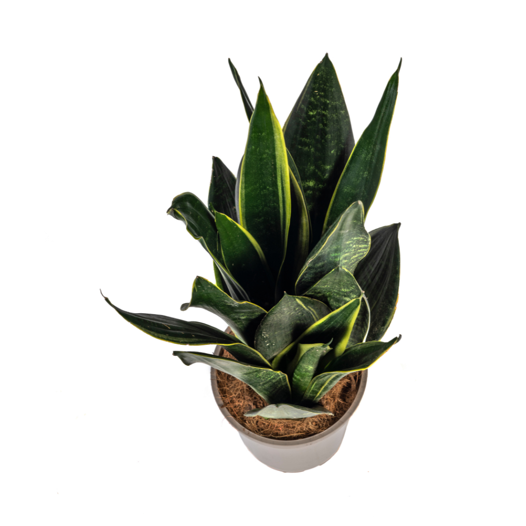 Sansevieria Trifasciata Futura Black Ø17cm | Moderne Zimmerpflanze – Pflanzfix24.de - Pflanzfix24.de