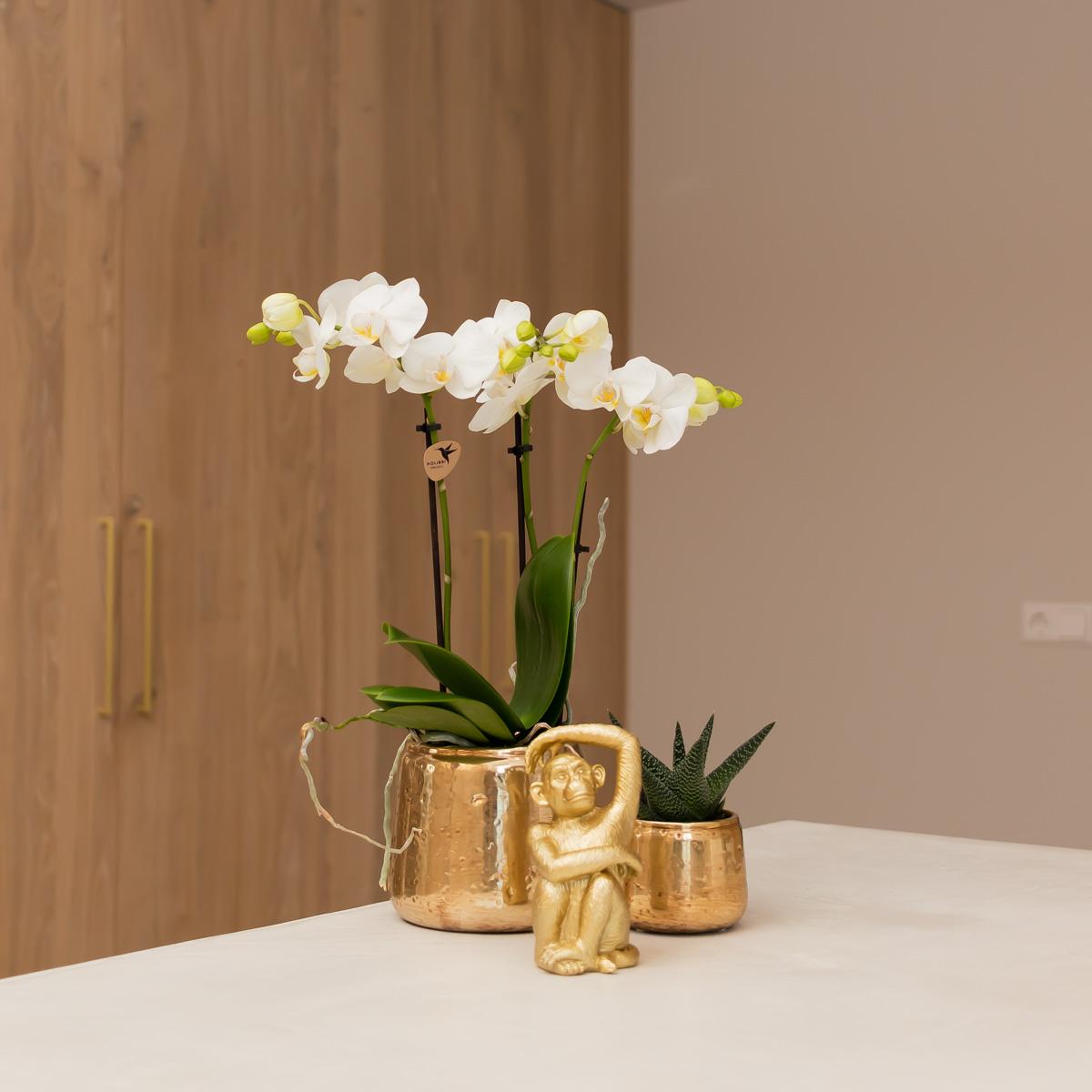 Sitzender Affe Dekofigur Gold – Kolibri Home | Pflanzfix24.de - Pflanzfix24.de