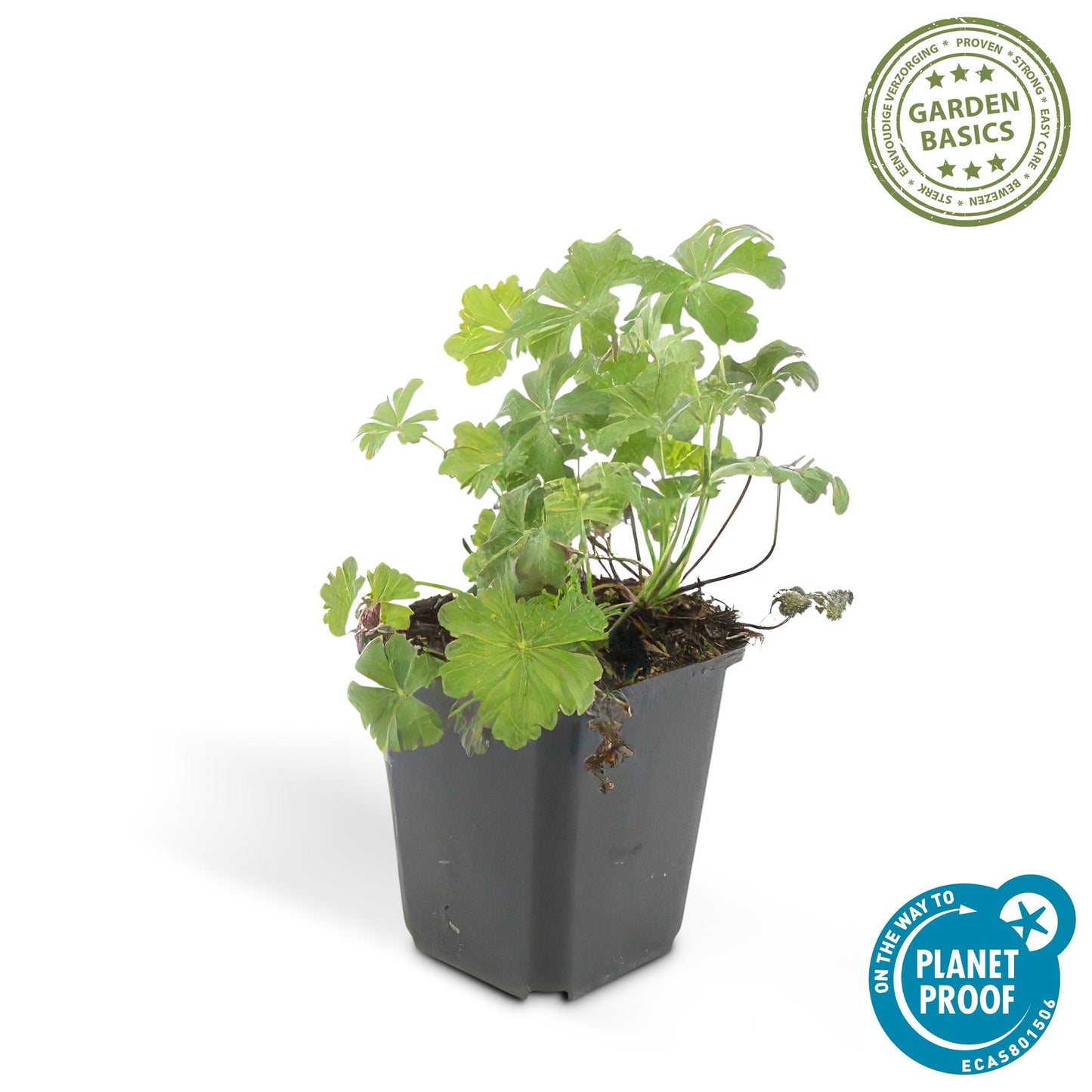 20er Set Geranium cant. 'Biokovo' - Robuste Bodendecker von Pflanzfix24.de - Pflanzfix24.de