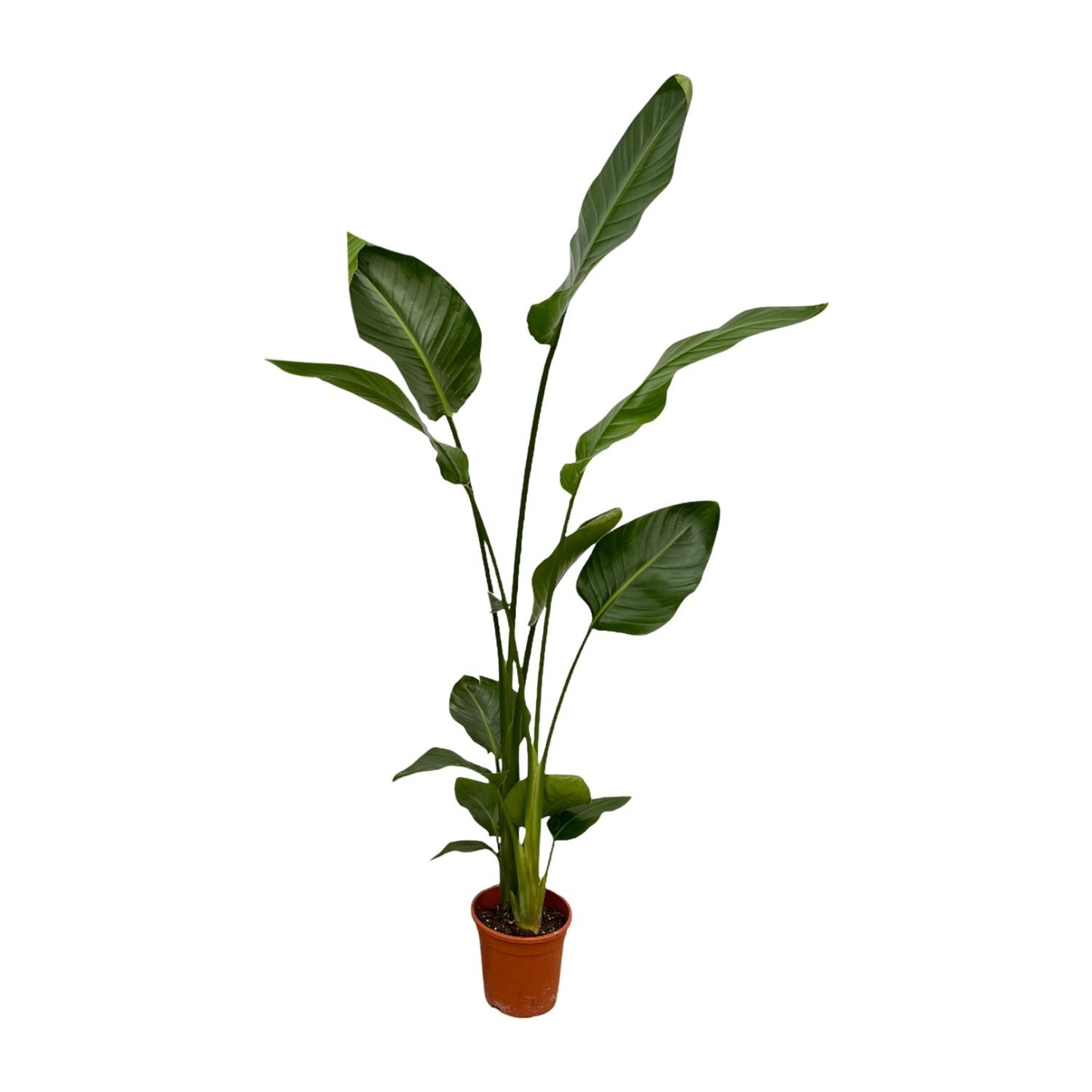 2x Strelitzia Nicolai - 130 cm - Ø17 bei Pflanzfix24.de - Pflanzfix24.de