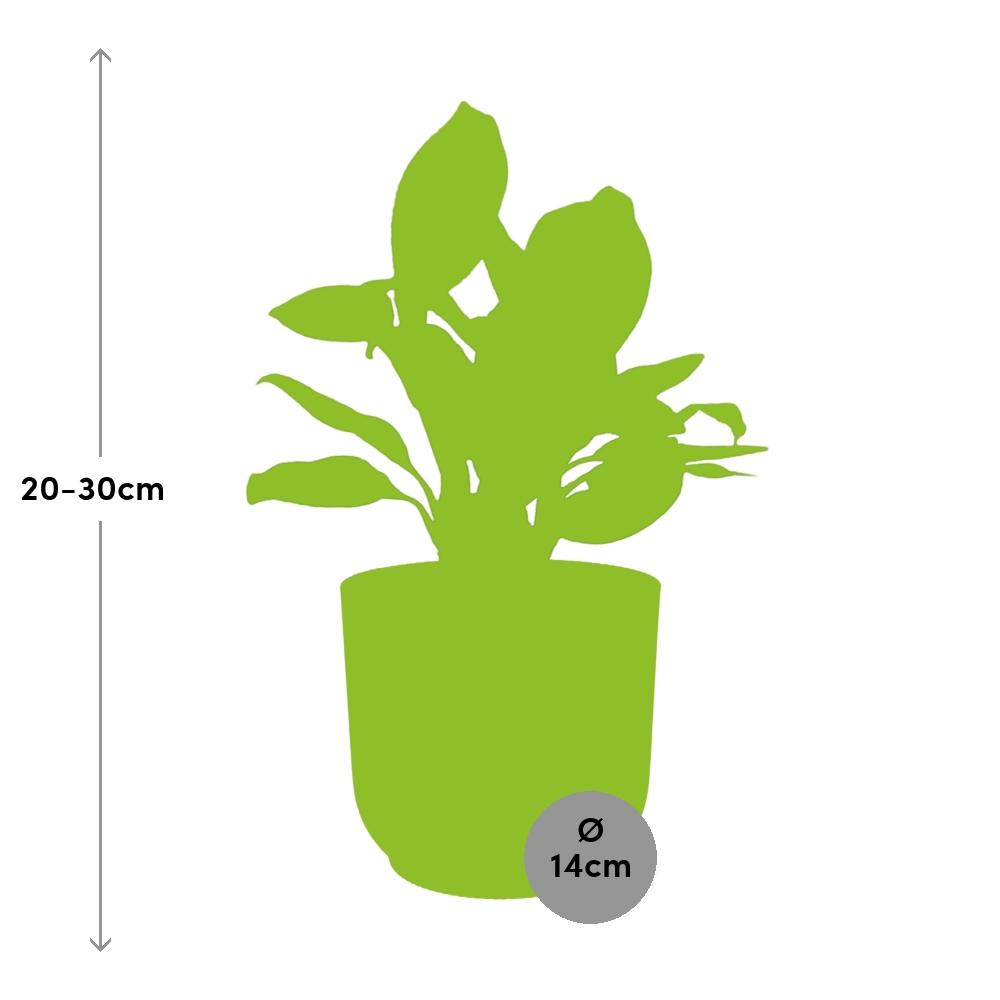 Aglaonema Christina in ELHO Vibes Fold 14cm geel - Pflanzfix24