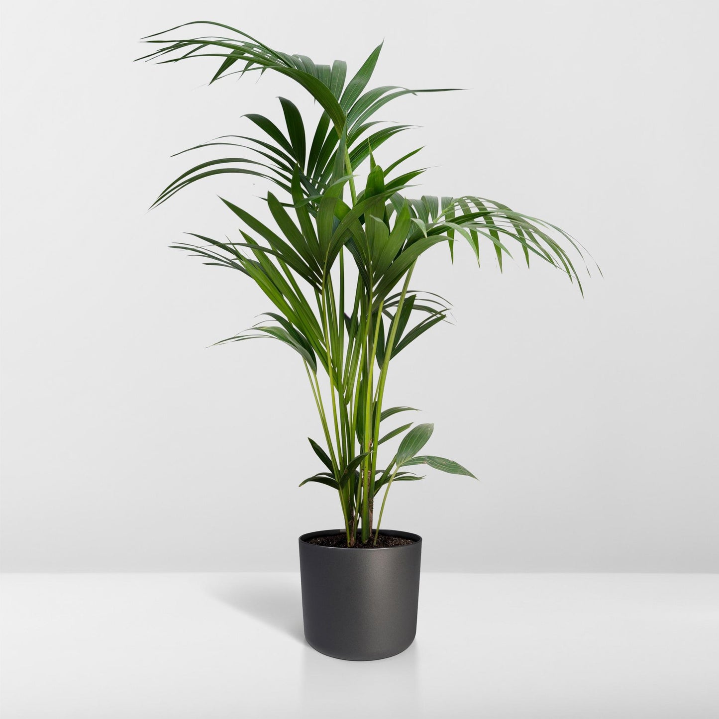 Kentia Howea-Palme - Ø21cm - ↕120cm - Ø18 - ↨100cm - Pflanzfix24