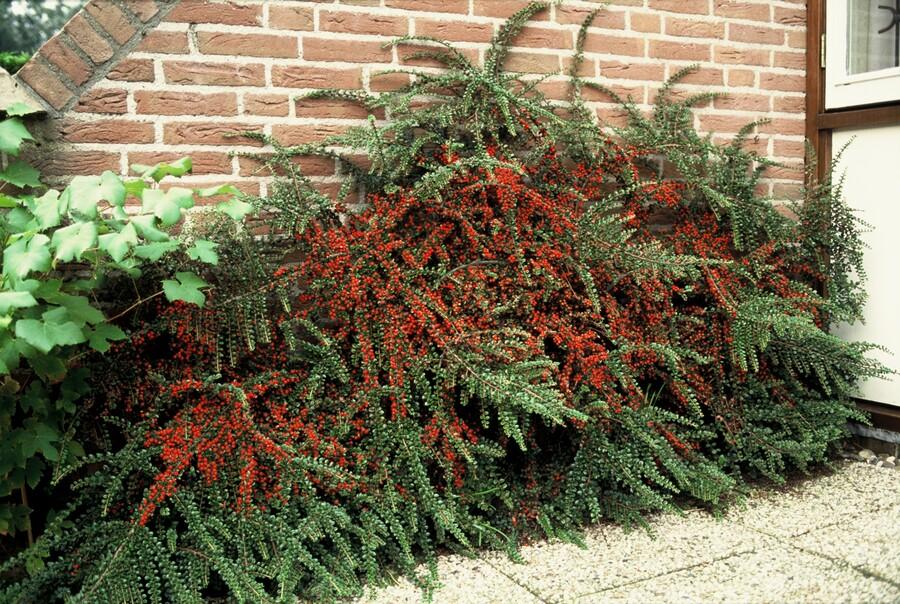 20x Cotoneaster horizontalis - ↕10-25cm - Ø9cm - Pflanzfix24