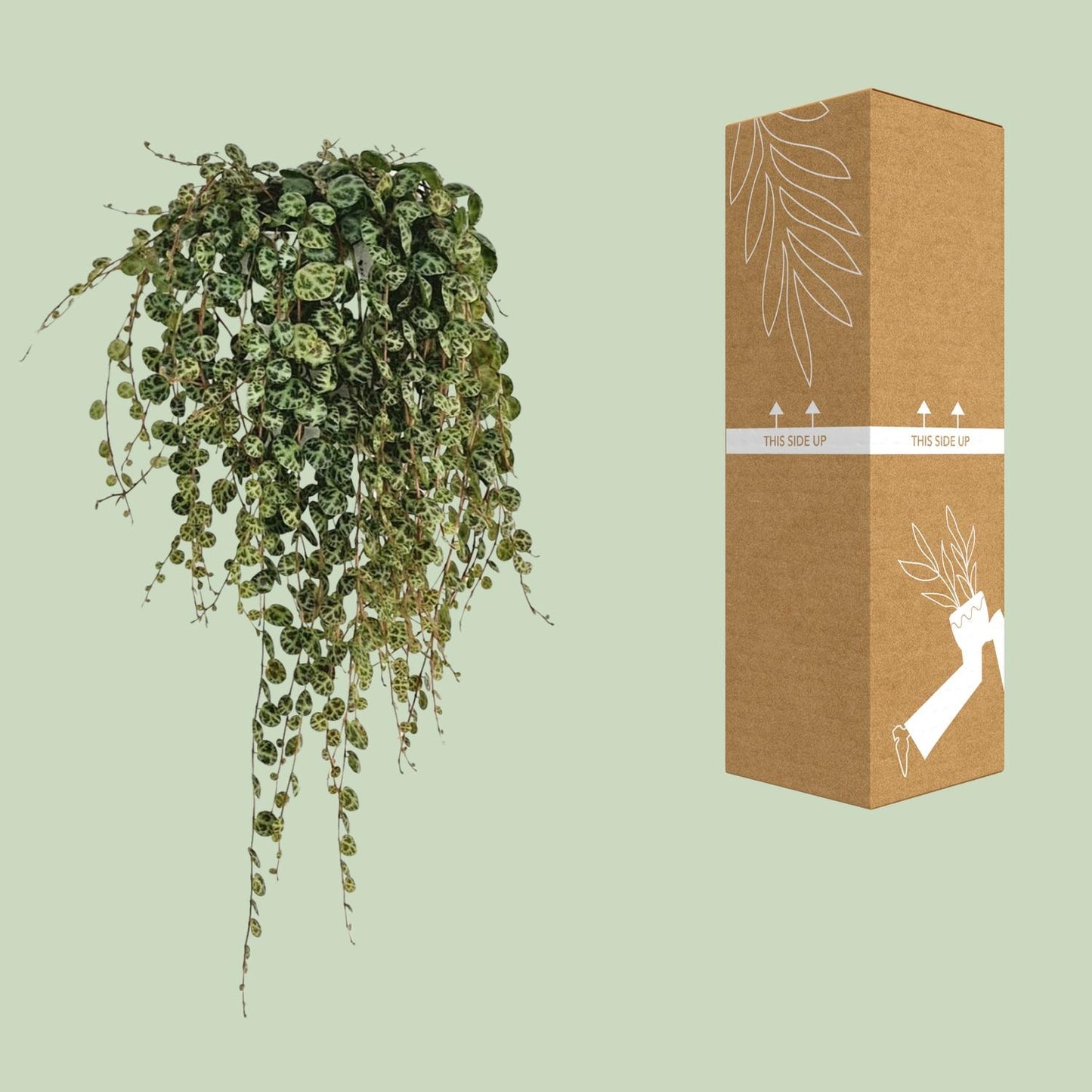 Peperomia Prostrata - Ø11cm - ↕20cm - Pflanzfix24