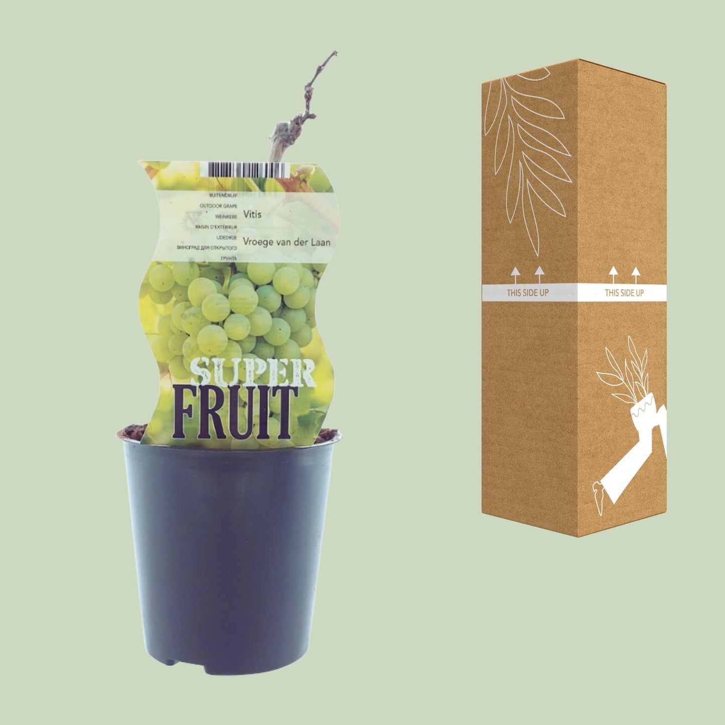 Vitis Vroege Van Der Laan (Weiße Traube) - Ø12cm - ↕30cm - Pflanzfix24
