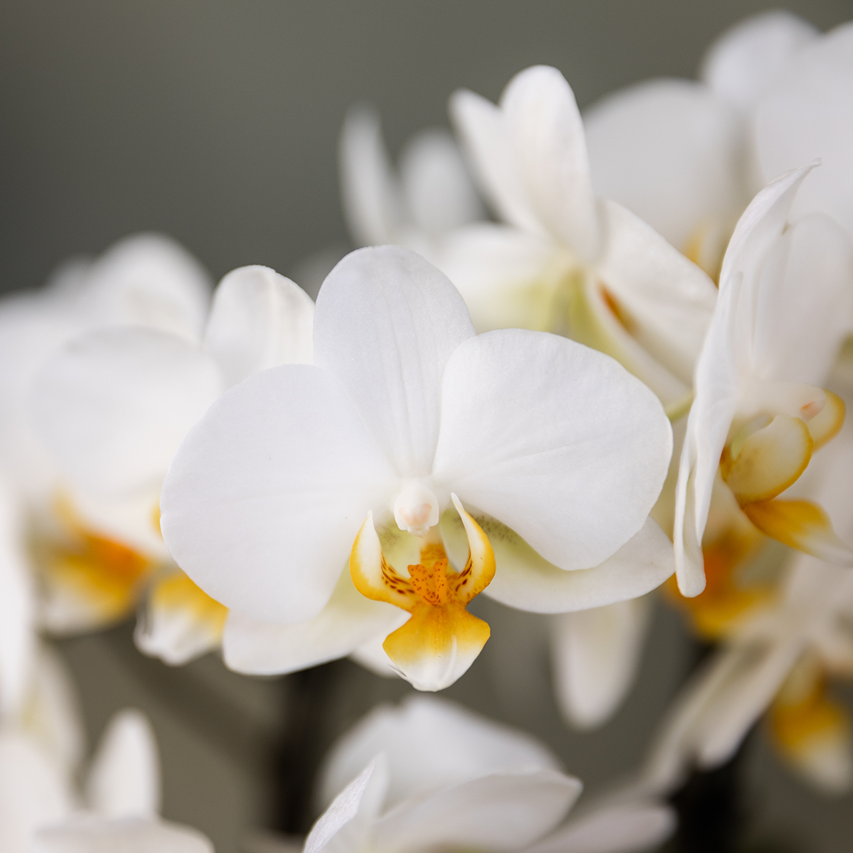 Kolibri Orchids Surprise Box Mix - 2 Orchideen 9cm - pflanzfix24