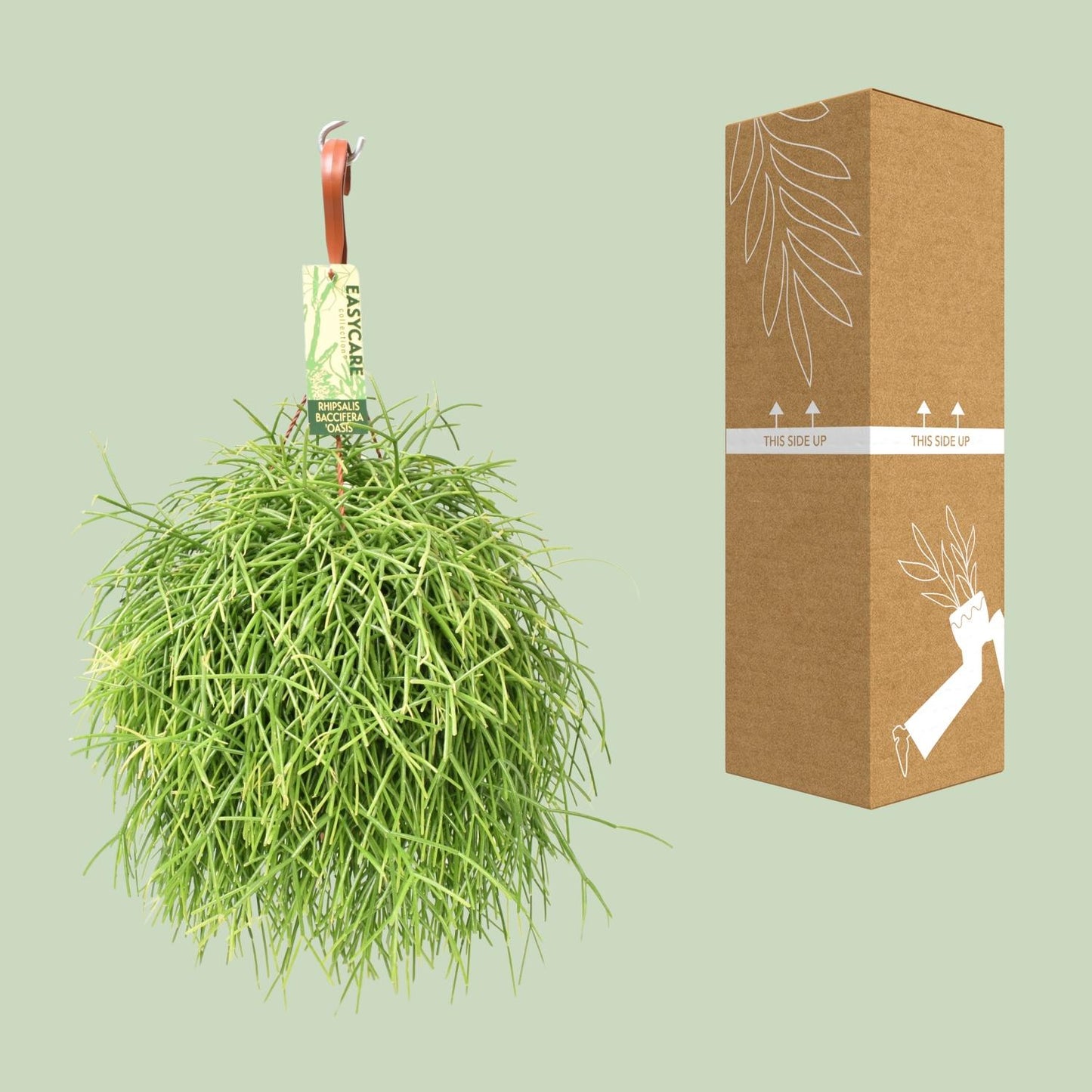 Rhipsalis Baccifera Oasis - Ø17 ↕35 von Pflanzfix24