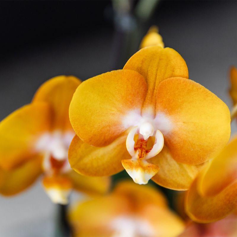 Orchideen-Set Orange im Schilfkorb mit Wassertank 12cm – Pflanzfix24.de - Pflanzfix24.de