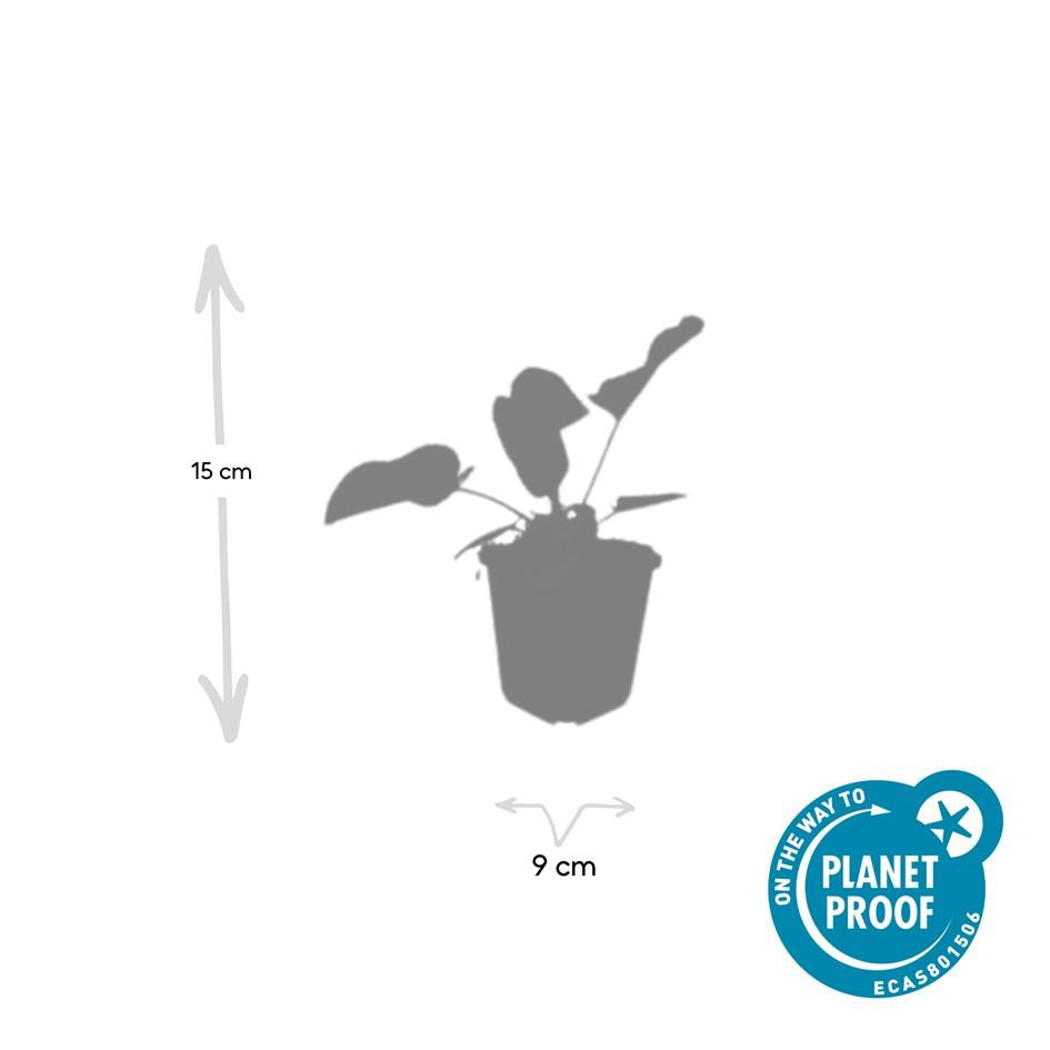 12x Phlomis russeliana winterharte Staude Ø9cm – Pflanzfix24.de - Pflanzfix24.de