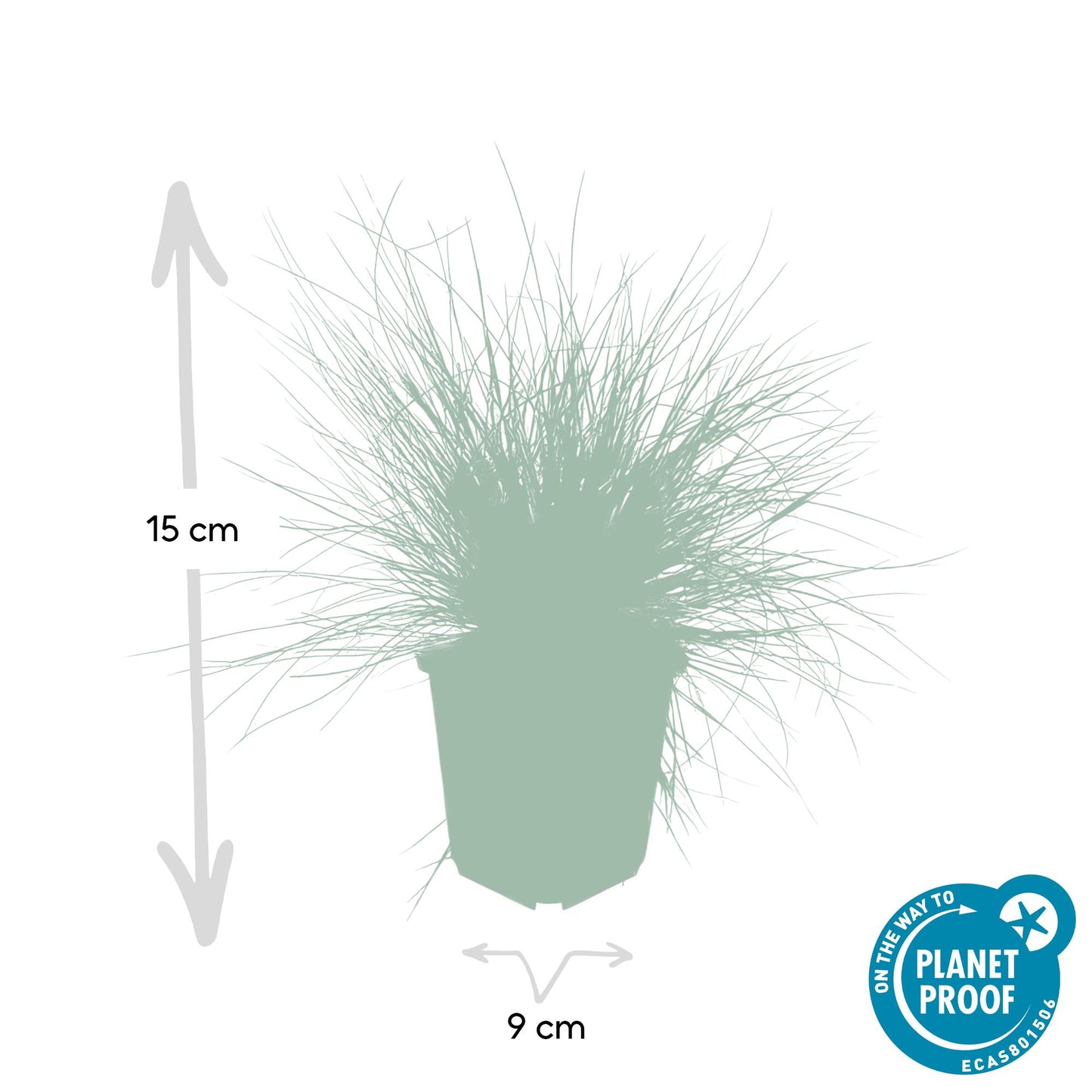 40x Festuca glauca 'Elijah Bleu' 10-25cm Ø9cm Ziergras | Pflanzfix24