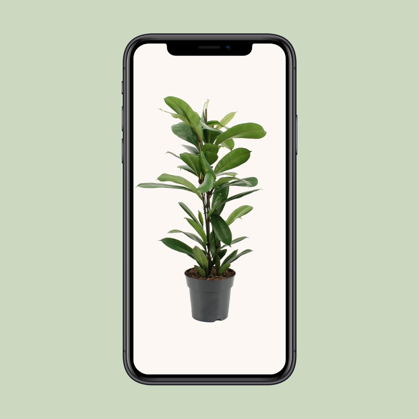 Ficus Cyathistipula - Ø17cm - ↕70cm von Pflanzfix24