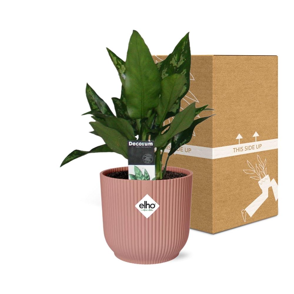 Aglaonema Maria in ELHO Vibes Fold 14cm roze - Pflanzfix24