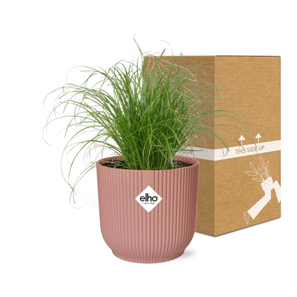 Cyperus Alternifolius Zumula in ELHO Vibes Fold 14cm roze - pflanzfix24