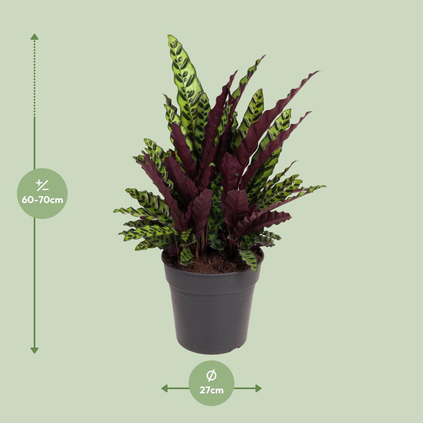 Calathea Lancifolia - Ø27cm - pflanzfix24