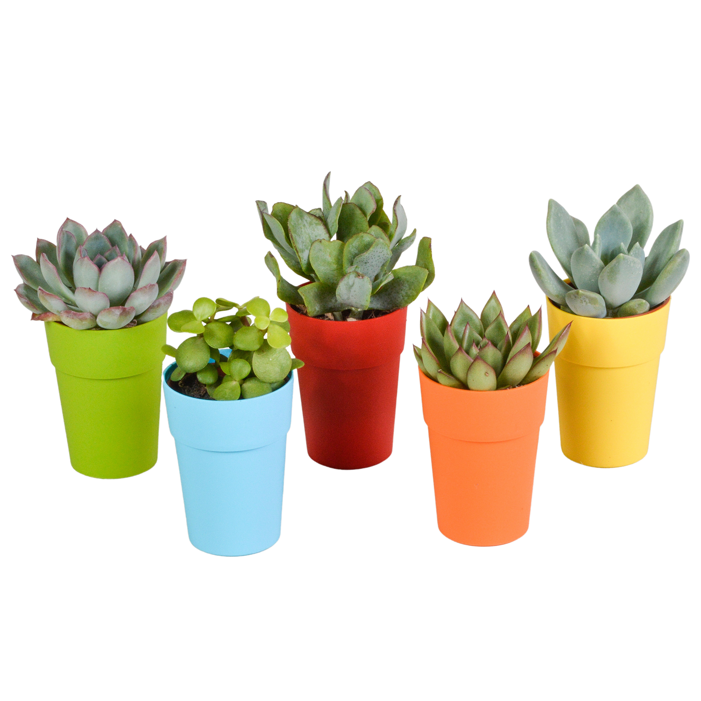 Vetplanten-Mischung 5x Sukkulenten 5,5 cm bunter Kunststofftopf | Pflanzfix24.de - Pflanzfix24.de