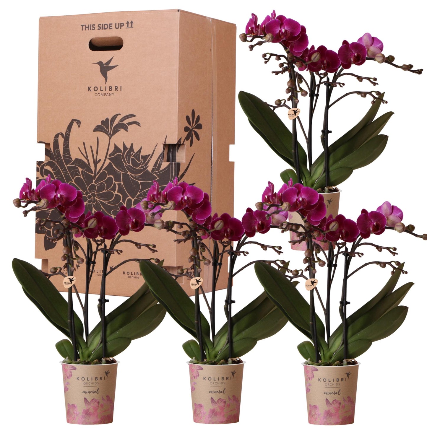Überraschungsbox 4 Orchideen Einfarbig Ø9 cm | Kolibri & Pflanzfix24.de - Pflanzfix24.de