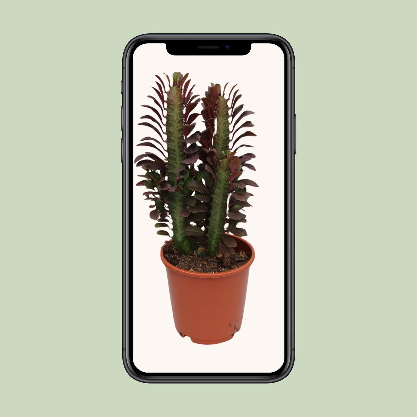 Afrikanischer Milchbaum - Euphorbia Trigona Rubra - Ø12cm - ↕40cm von Pflanzfix24
