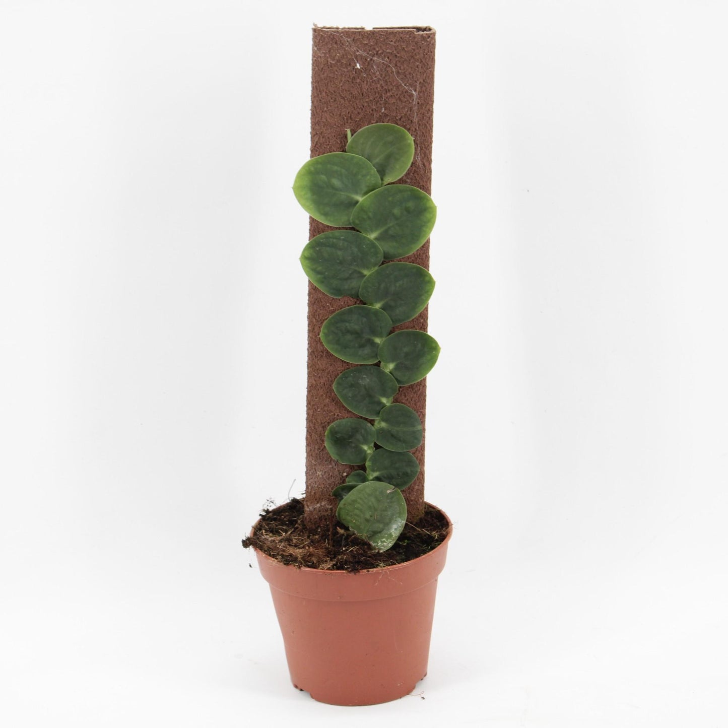 Rhaphidophora Celatocaulis - Ø14cm - ↕50cm bei Pflanzfix24