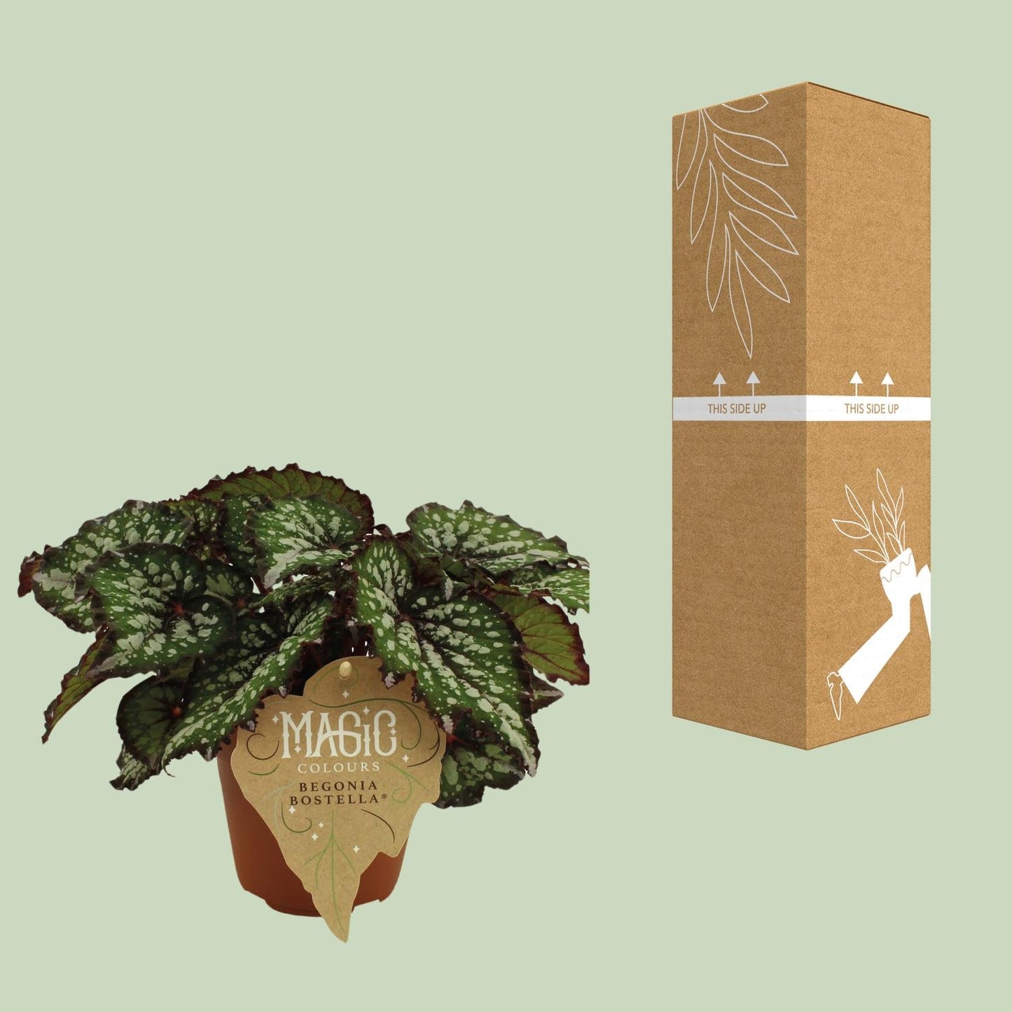Begonia Rex Bostella - Ø12 ↕25 - Pflanzfix24