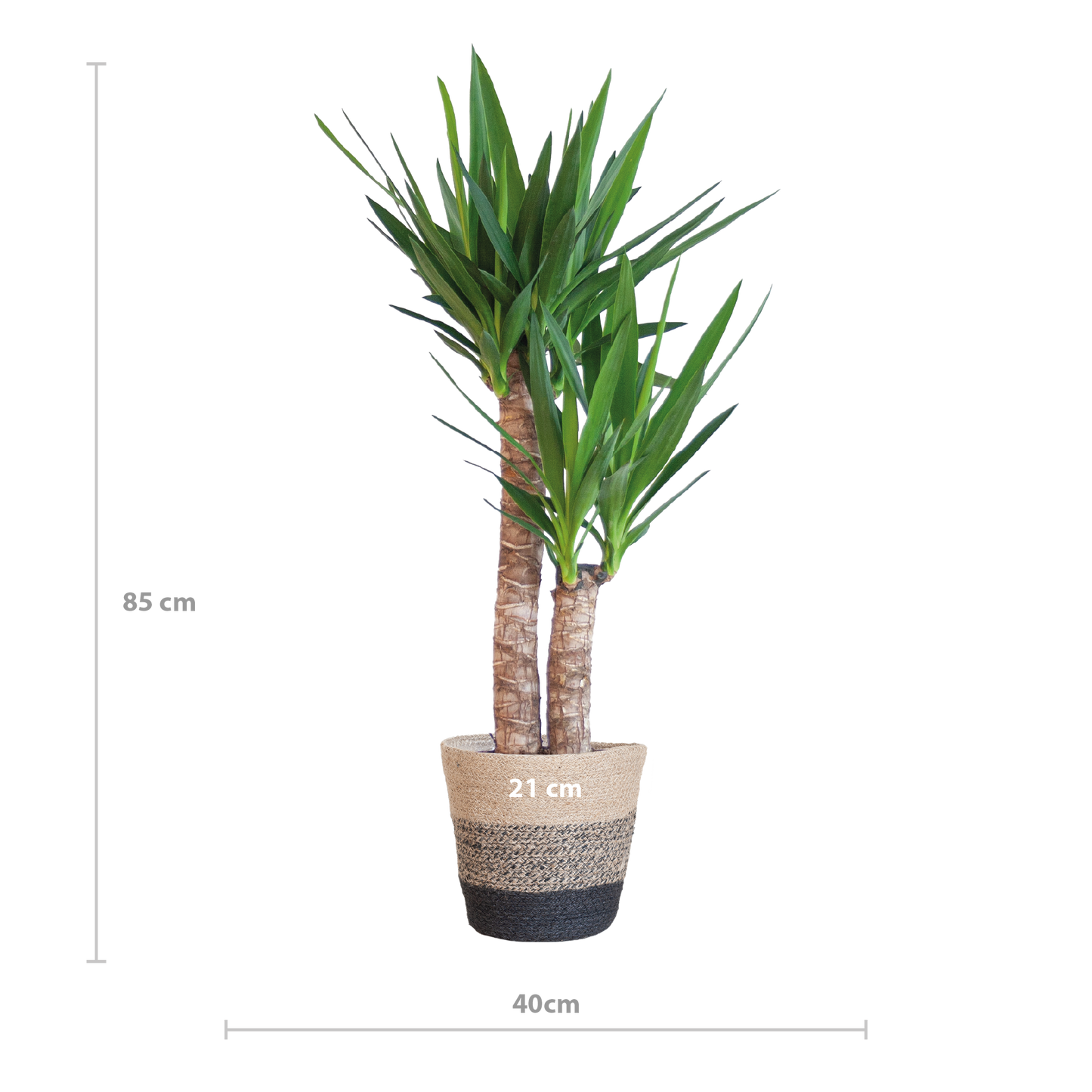 Yucca Elephantipes 90cm mit schwarzem Korb – Pflanzfix24.de - Pflanzfix24.de