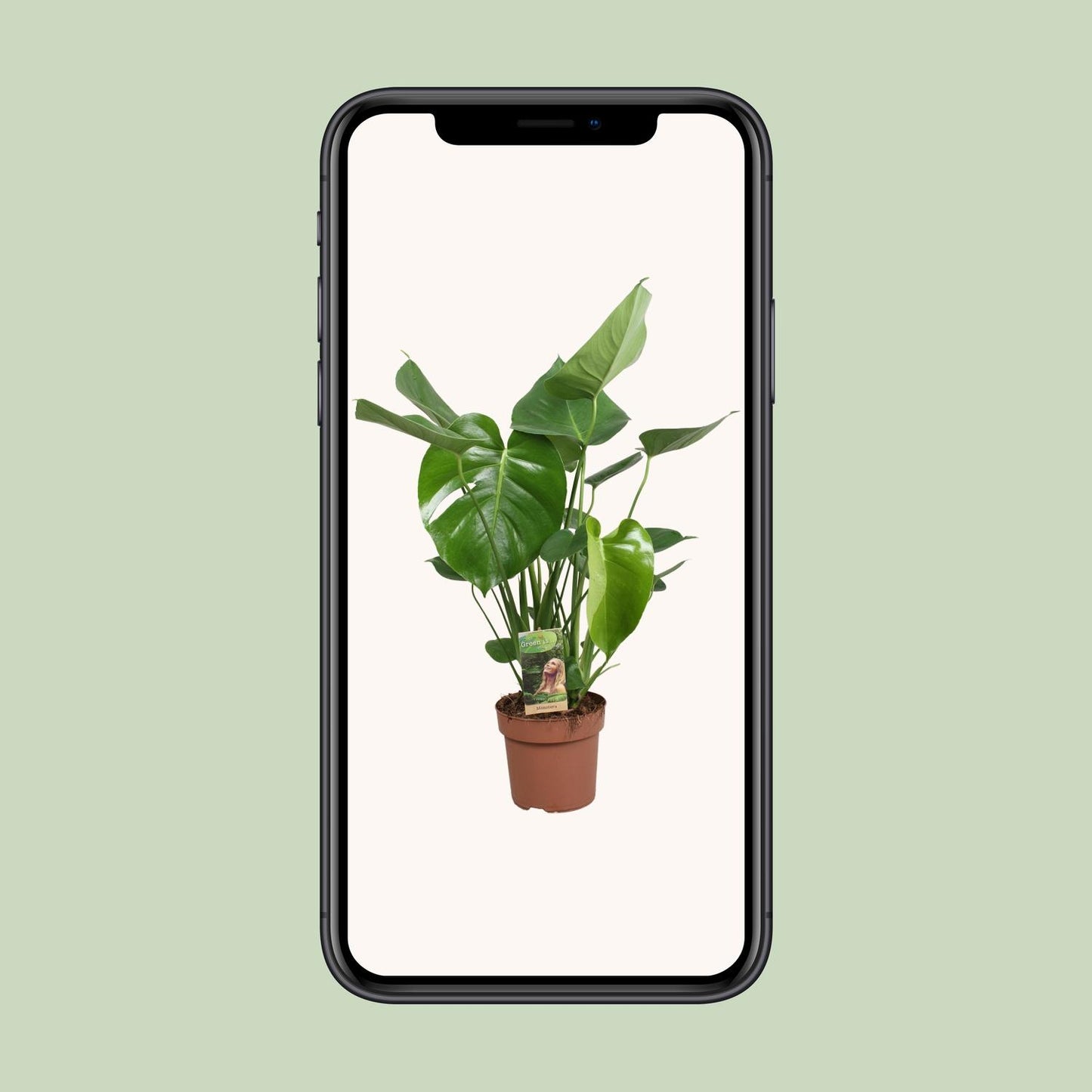 Monstera Deliciosa - Ø17cm - ↕60cm - Pflanzfix24